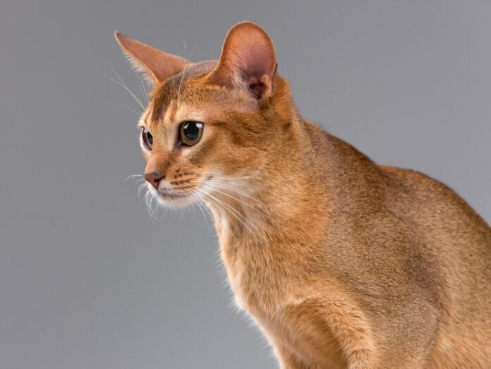 abyssinian cats